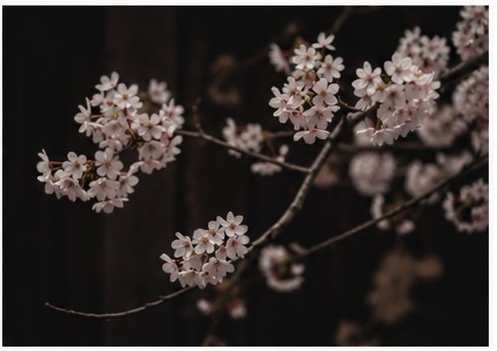 桜